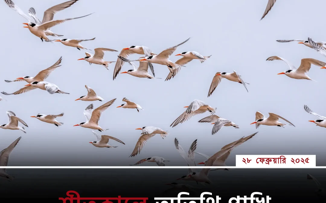 শীত এলেই অতিথি পাখিদের ভিড়, কিন্তু তারা কেন আসে?