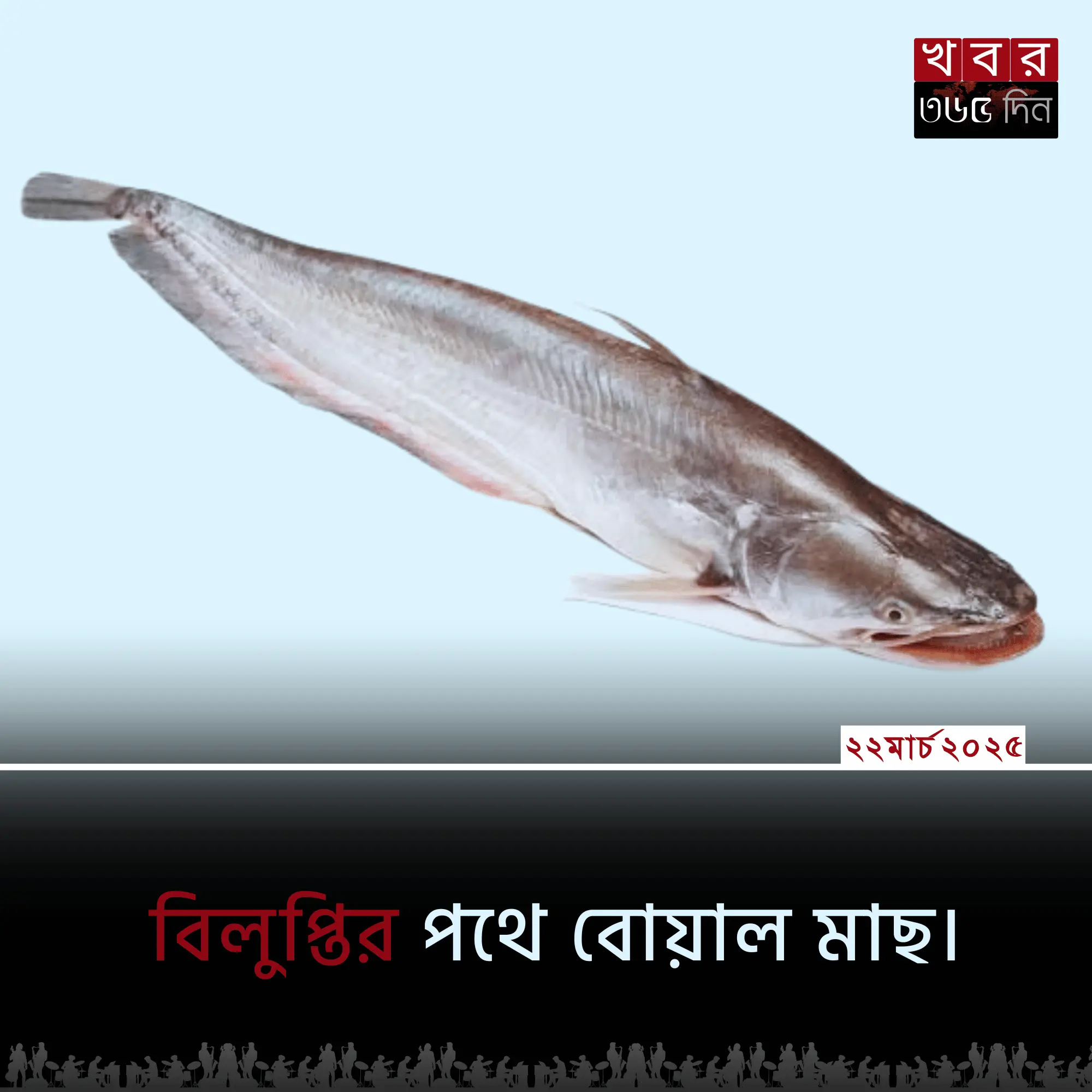 বোয়াল মাছ বাঁচাতে এখনই সচেতন হোন