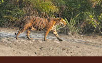 সুন্দরবন ভ্রমণের সেরা টিপস — জীবন বদলে দেওয়া এক অভিজ্ঞতা অপেক্ষা করছে!