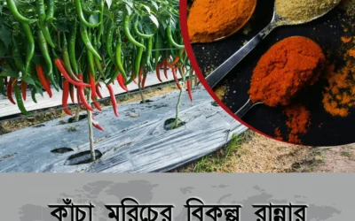 কাঁচা মরিচের দাম ছুঁয়েছে আকাশ! কী মসলা দিয়ে রান্নায় একই স্বাদ পাবেন?