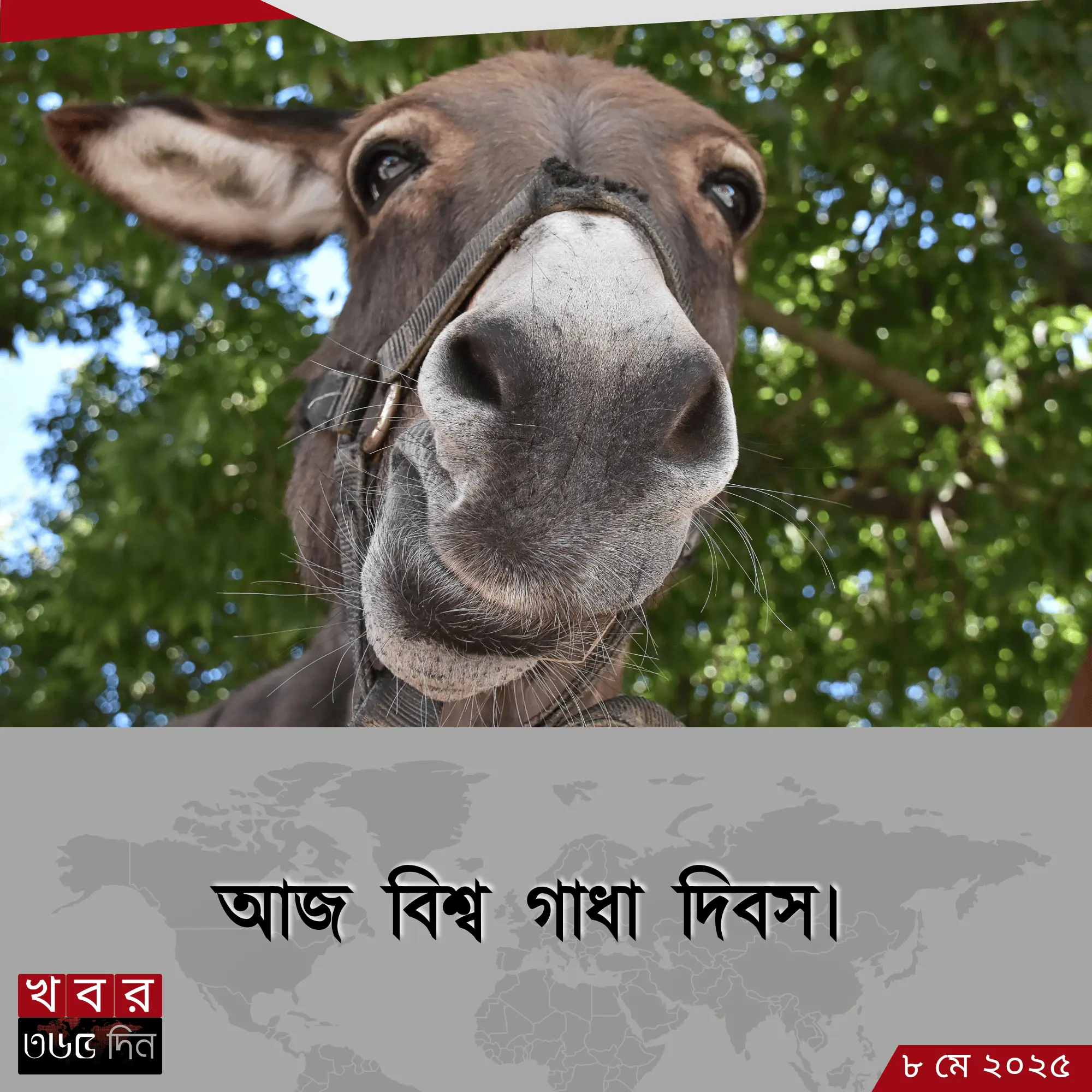 বিশ্ব গাধা দিবসে গাধার অবদান