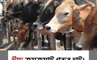 Cattle Market: বাংলাদেশের গরুর হাটে এবার কেমন দাম, কেমন প্রস্তুতি?