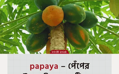 papaya – পেঁপের অসাধারণ উপকারিতা ও পুষ্টিগুণ যা আপনার স্বাস্থ্যকে বদলে দিতে পারে