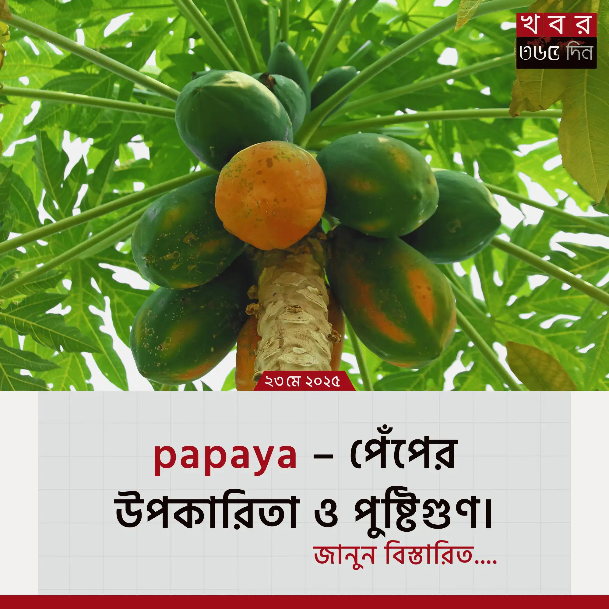 papaya – পেঁপের উপকারিতা ও পুষ্টিগুণ