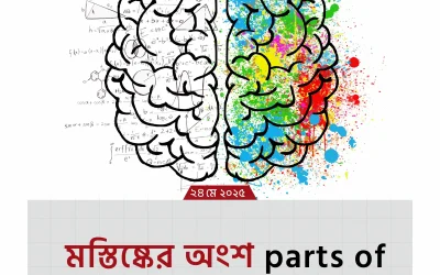 parts of brain: মস্তিষ্কের অজানা রহস্য উন্মোচন!