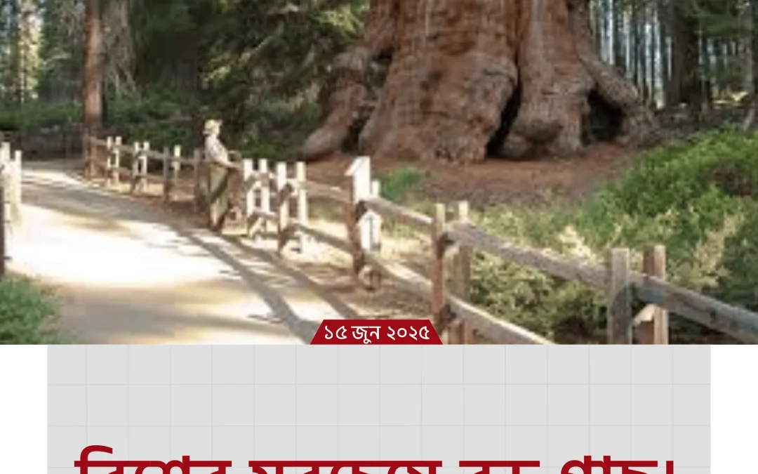 পৃথিবীর সবচেয়ে বড় গাছ: প্রকৃতির এক বিস্ময়