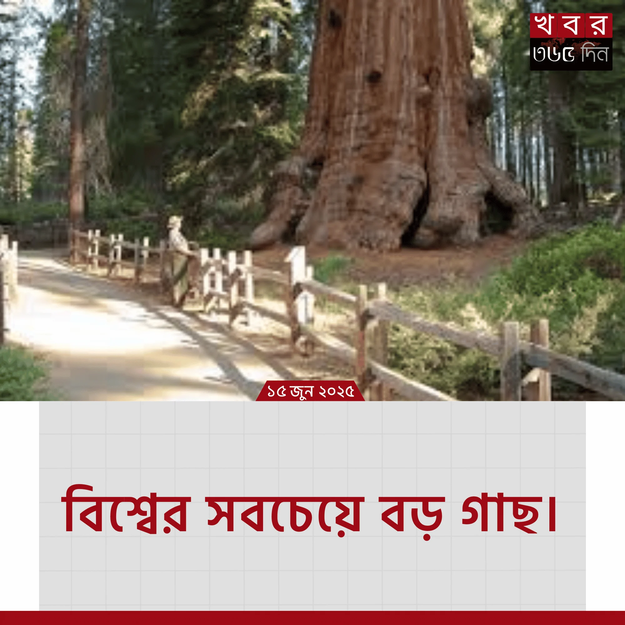 big tree in the world