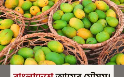 mango in bangladesh – বাংলাদেশের আমরাজ্যের অমর গল্প