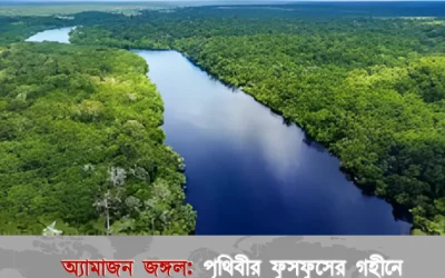 অ্যামাজন জঙ্গল: পৃথিবীর ফুসফুসের গহীনে লুকিয়ে থাকা আদিবাসী ও অজানা প্রাণীদের রোমাঞ্চকর তথ্য